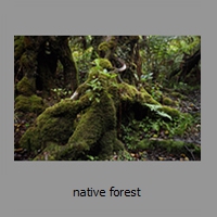 native forest